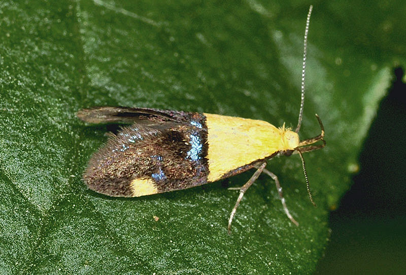Oecophoridae - Oecophora bractella